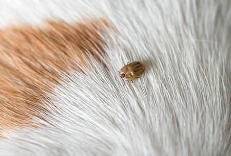 a small but blood filled tick embedded in a long haired tulsa pet dog