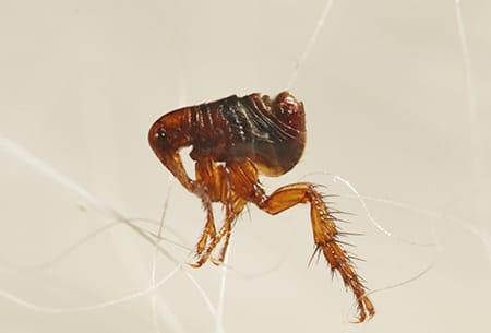 a tiny flea crawling along a strand of pet hair in a tulsa oklahoma home