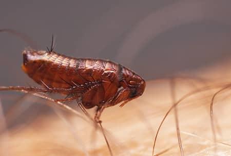 fleas festering on the hairy skin of a tulsa oklahoma resident