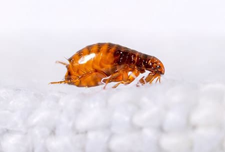 flea on white blanket