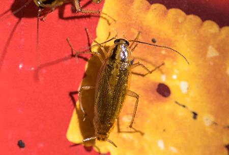 german cockroach in pantry