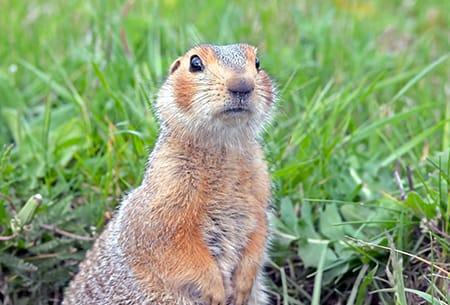 gopher in tulsa