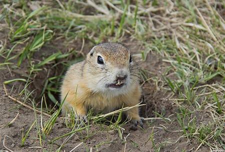 a gopher popping up through its tunneled whole in a tulsa oklahoma yard