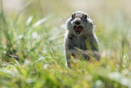 a gray goffer screaming as he is perched up on his hind legs in the tall grass of a Tulsa property
