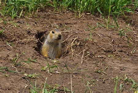 gopher looking out of hole in the ground