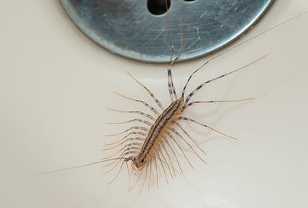 house centipede in sink