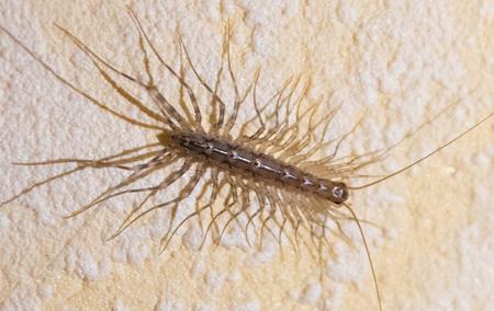 a house centipede crawling on a bathroom surface