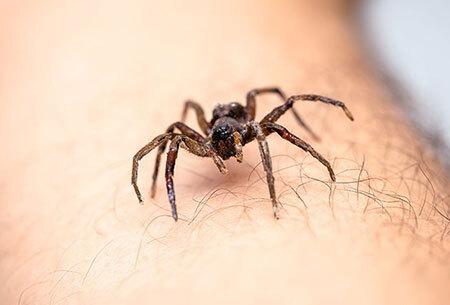 spider on arm