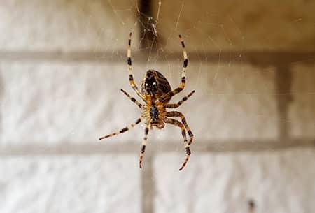 spider on web