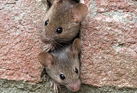 little mice in a brick wall