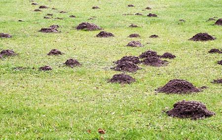 mole damage in a yard