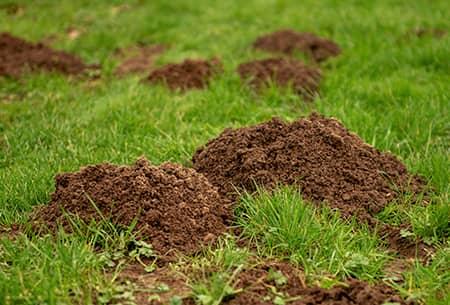 tulsa lawn damaged by moles