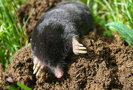 a mole crawling in a yard