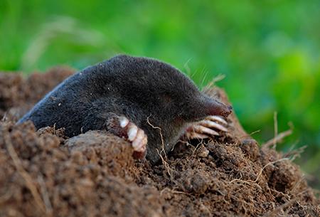 mole digging in the dirt