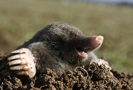 Learn More About Moles And Gophers mole on a tulsa, ok lawn