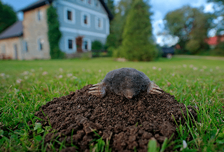 mole digging hole