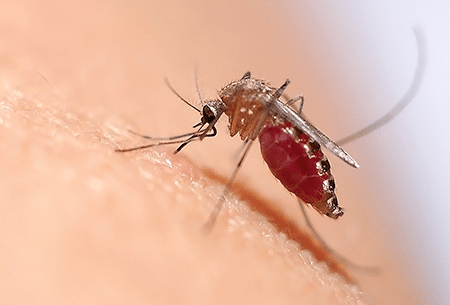 Learn How To Avoid Mosquitoes This Summer mosquito biting skin