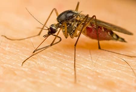 a mosquito biting the bare arm skin of a tulsa oklahoma resident as he is trying to enjoy the last few days of summer in his yard at home