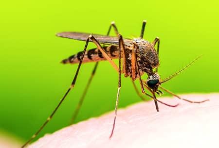 Protect Your Property From Mosquito Invasions a blood thirsty mosquito bing the bare skin of a tulsa oklahoma resident on a summer day