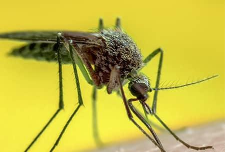 a croutched mosquito biting a tulsa oklahoma resident on its bare skin