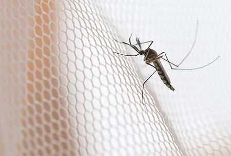 mosquito on a screen