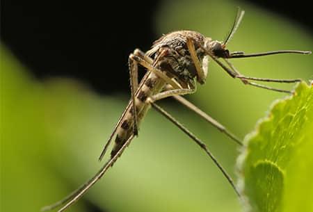 mosquito on a leaf