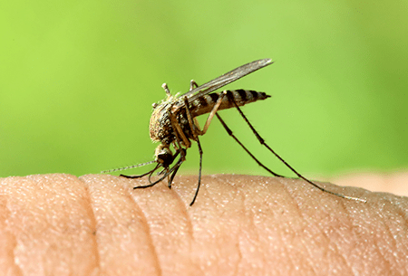 mosquito bite