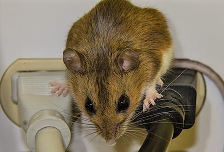 a house mouse chewing theough eletrical wires onside of a tulsa oklahoma home