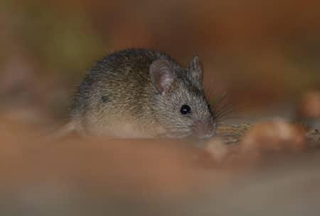 Prevent Rodents This Winter rodent in tulsa home