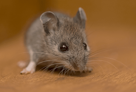 Learn How To Avoid Mice Infestations mouse sneaking through home
