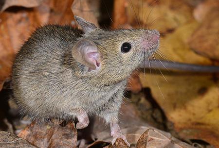 mouse in leaves outside home