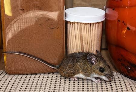 mouse found in tulsa home