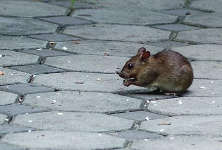 mouse on concrete patio