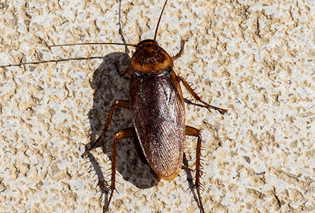 american cockroach climbing wall