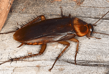 an american cockroach feasting on a wooden table top in a tulsa oklahoma kitchen