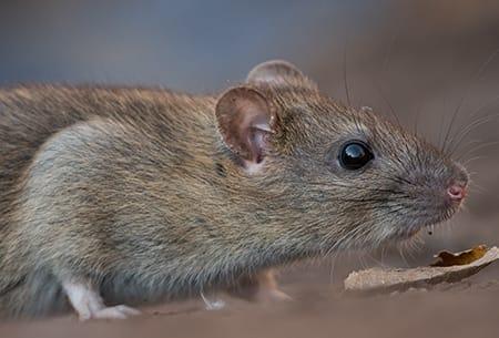 a norway rat crawling through the sewer pipes on a tuls oklahoma property