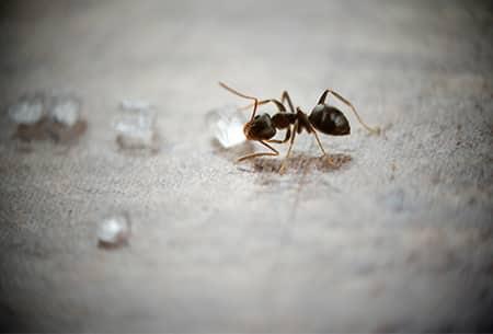 a small blach ordorouse ant crawling along a wet kitchen floor in a tulsa home
