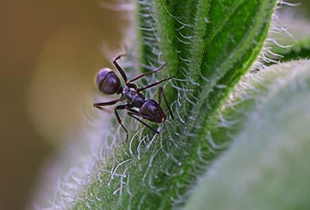 ant on a cactus plant