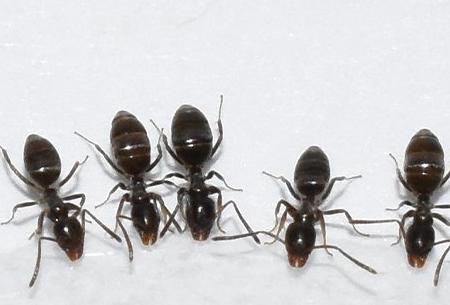 ants eating spilled sugar