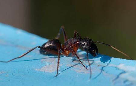 a pharaoh ant crawling on a table