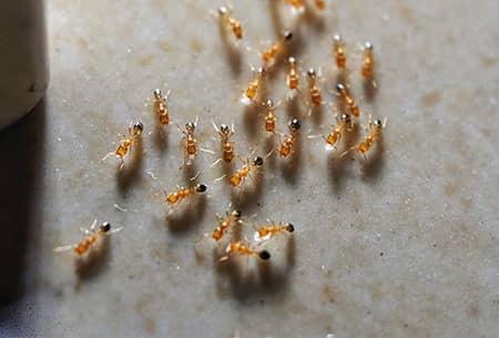 pharaoh ants working together