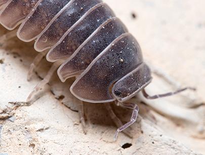 pill bug up close