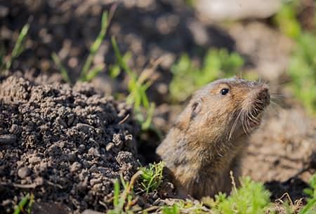 a small pocket gopher poking its head theough a tunnel recently dug by the gopher in a tulsa yard
