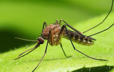 mosquito on leaf