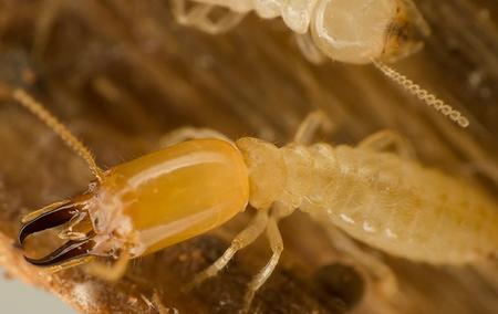 subterranean termite on wood