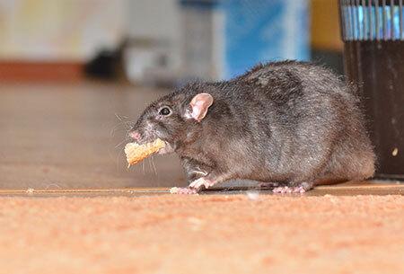 rat on home floor with food in its mouth