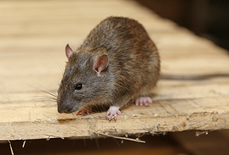 Learn How To Protect Your Tulsa Family From Dangerous Rats norway rat up close
