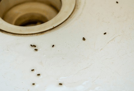 rodent droppings in kitchen sink