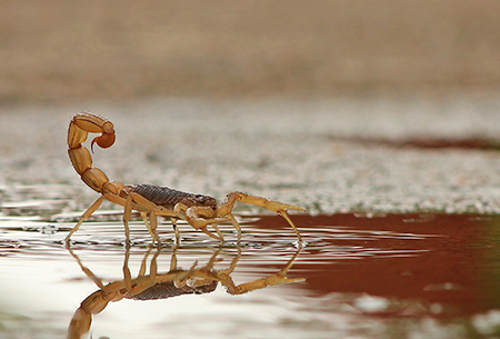 scorpion in water