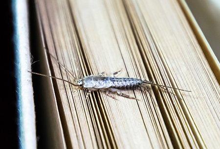 a silverfish crawling on a book